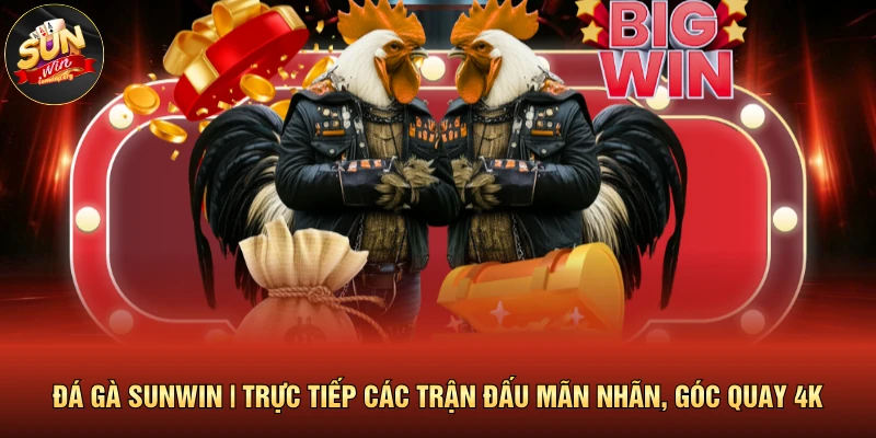 Đá Gà SUNWIN | Trực Tiếp Các Trận Đấu Mãn Nhãn, Góc Quay 4K